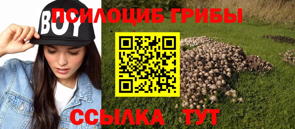 Псилоцибиновые грибы Psilocybe Коммунар